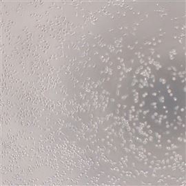 实验服务-脐带血单核细胞（CBMC）