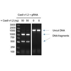 Z03702GenCRISPR™ Cas9 v1.2