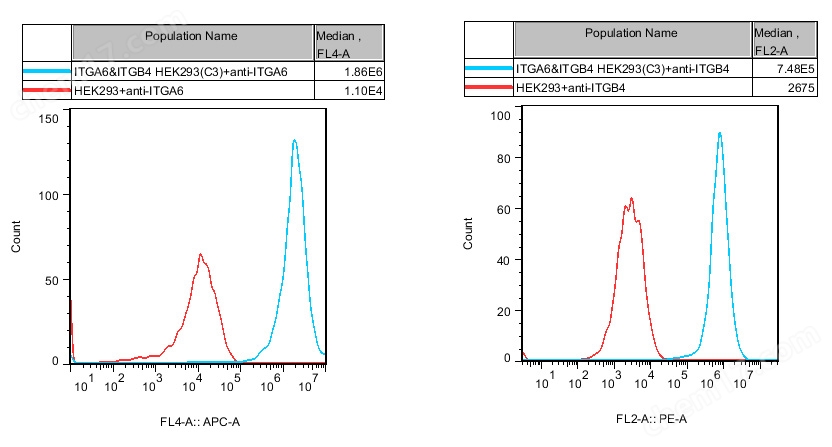 流式-74487.jpg ITGA6&ITGB4 HEK293