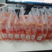 BIU-87人膀胱癌細(xì)胞（附S