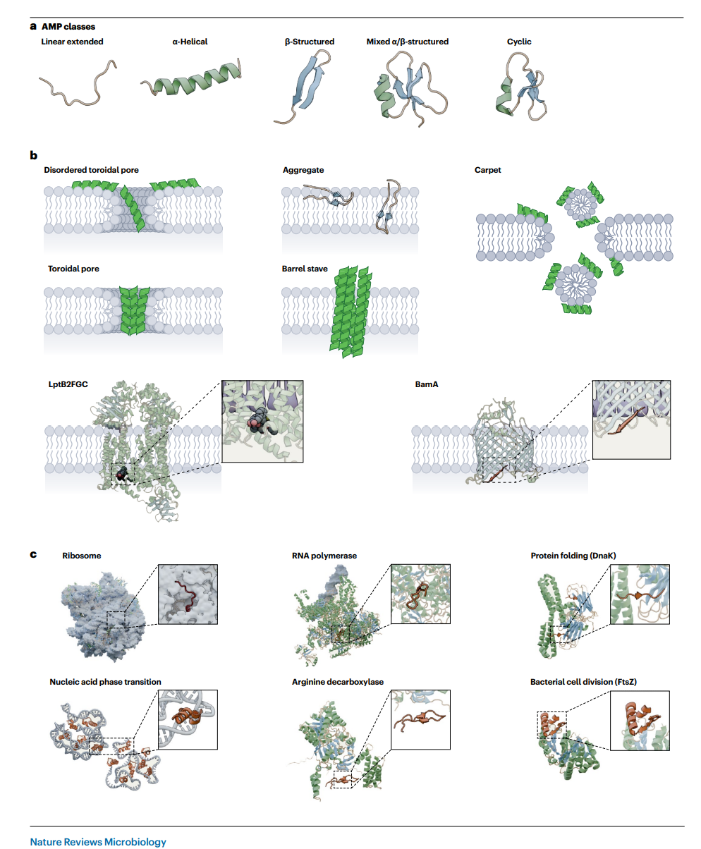 IF：103.3！抗菌肽登上Nature大子刊：新一代抗生素類藥物的版本答案？