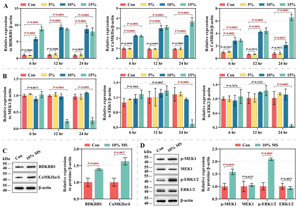机械应力经激活BDKRB1-ERK轴促进钙内流和肺泡上皮细胞的生长