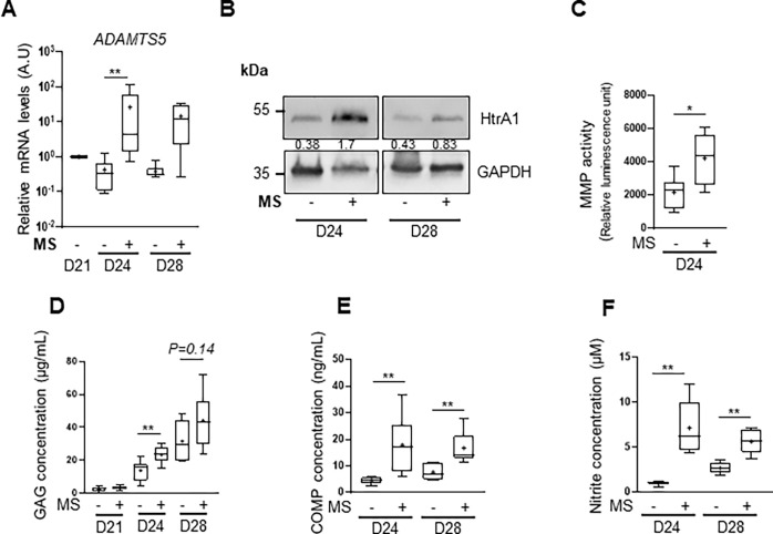 机械刺激马源骨髓间充质基质细胞体外软骨模型可触发骨关节炎特征
