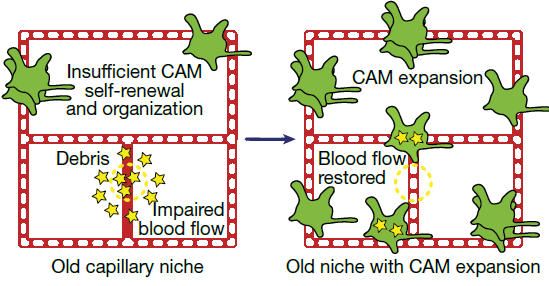 20251015-nature-depletion-data4 《Nature》:真皮巨噬細(xì)胞缺失促進(jìn)皮膚毛細(xì)血管衰老