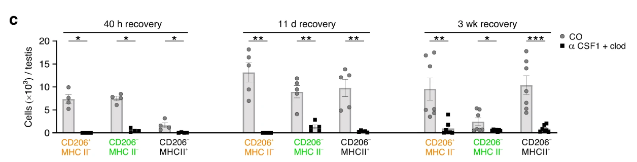 睾丸巨噬细胞Clodronate Liposomes氯膦酸盐脂质体清除文献参考解决方案