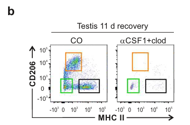 睾丸巨噬细胞Clodronate Liposomes氯膦酸盐脂质体清除文献参考解决方案