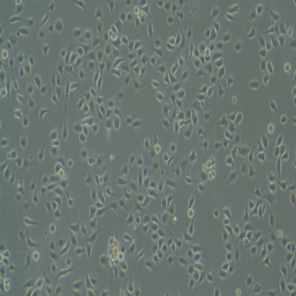 16hbe-5.jpg 16hbe-5.jpg