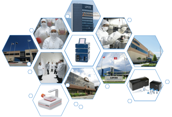 LONZA原代人主动脉内皮细胞HAEC, Human Aortic Endothelial Cells产品介绍