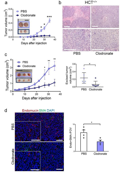 巨噬細胞清除劑氯膦酸鹽脂質體清除腫瘤巨噬細胞模型檢測