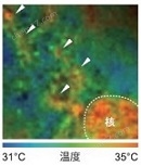 241582532952.jpg 可檢測(cè)細(xì)胞溫度的熒光探針
