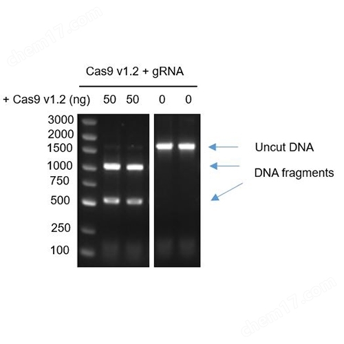 GenCRISPR™ Cas9 v1.2