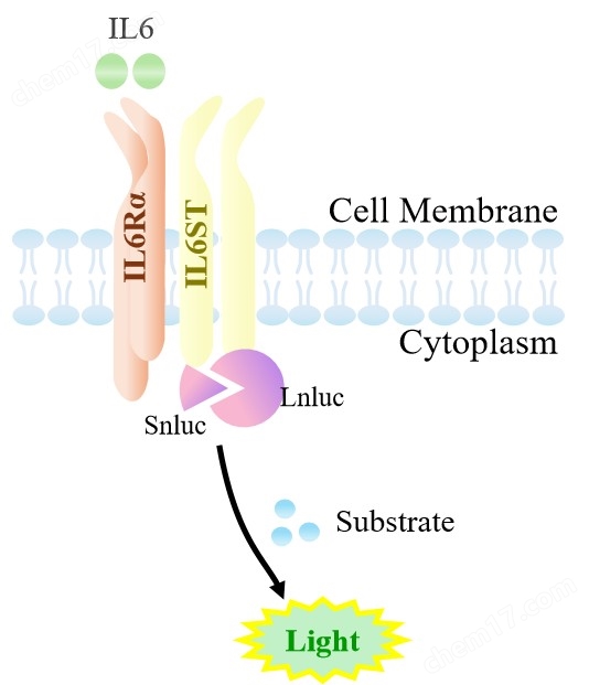原理-74297.jpg IL6ST Dimerization(with IL6Ra) CHO