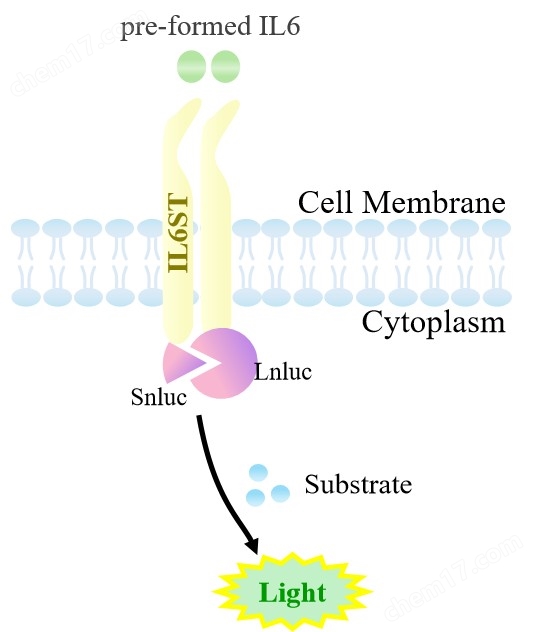 IL6ST Dimerization（without IL6Ra） CHO