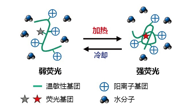 可檢測(cè)細(xì)胞溫度的熒光探針