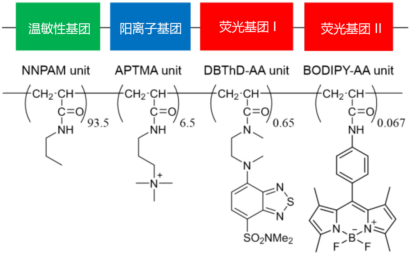 可檢測(cè)細(xì)胞溫度的熒光探針